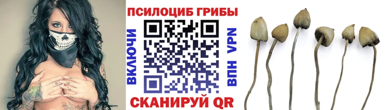 ОМГ ОМГ как войти  Курчалой  Галлюциногенные грибы мухоморы 