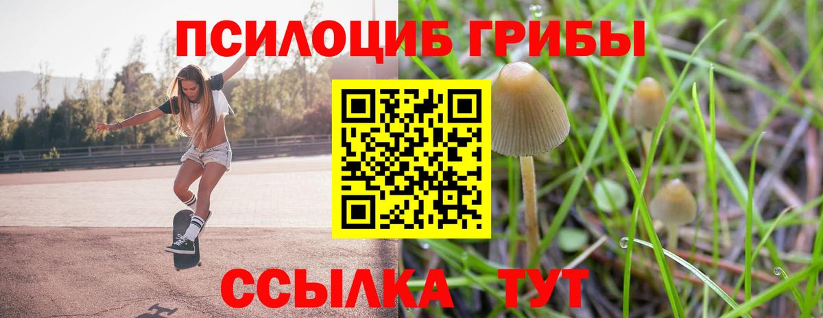 Курчалой  Псилоцибиновые грибы Cubensis  Вход с VPN 